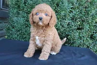 Kali , a female Cavapoo for sale in Millersburg, OH – 3 of 5