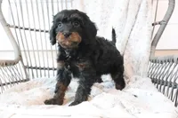 Frankie, a male Cavapoo for sale in Millersburg, OH – Photo 1 of 5