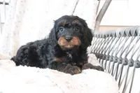 Frankie, a male Cavapoo for sale in Millersburg, OH – Photo 4 of 5
