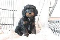 Frankie, a male Cavapoo for sale in Millersburg, OH – Photo 2 of 5