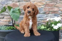 Lenny, a male Cavapoo for sale in Millersburg, OH – 6 of 6
