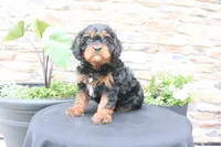 Louie, a male Cavapoo for sale in Millersburg, OH – 2 of 7