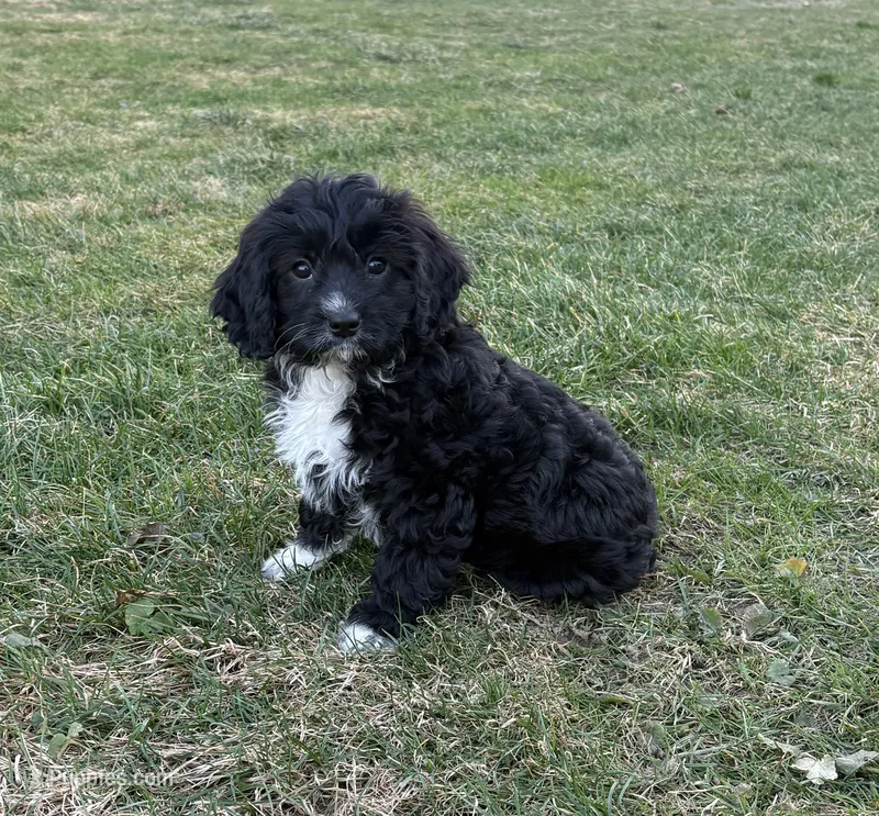 Sox – Cavapoo puppy for sale in Millersburg, OH