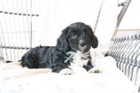 Sox, a male Cavapoo for sale in Millersburg, OH – Photo 2 of 5