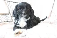 Sox, a male Cavapoo for sale in Millersburg, OH – Photo 4 of 5