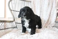 Sox, a male Cavapoo for sale in Millersburg, OH – Photo 3 of 5