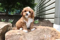 Leo, a male Cavapoo for sale in Millersburg, OH – 5 of 6
