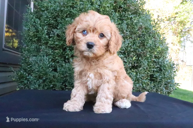 Kip – Cavapoo puppy for sale in Millersburg, OH