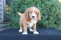 Kori, a male Cavapoo for sale in Millersburg, OH – 4 of 5