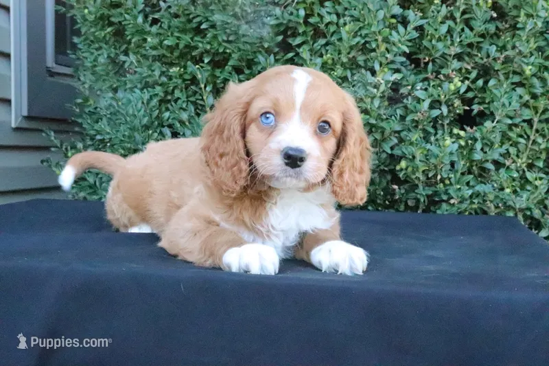 Kori – Cavapoo puppy for sale in Millersburg, OH