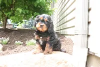 Louie, a male Cavapoo for sale in Millersburg, OH – 7 of 7
