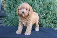Kali , a female Cavapoo for sale in Millersburg, OH – 2 of 5