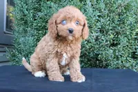 Kali , a female Cavapoo for sale in Millersburg, OH – 4 of 5