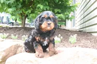 Louie, a male Cavapoo for sale in Millersburg, OH – 6 of 7
