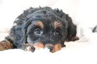 Fara, a female Cavapoo for sale in Millersburg, OH – Photo 5 of 5