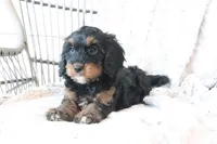 Fara, a female Cavapoo for sale in Millersburg, OH – Photo 4 of 5