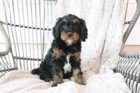 Fara, a female Cavapoo for sale in Millersburg, OH – Photo 1 of 5
