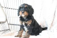 Fara, a female Cavapoo for sale in Millersburg, OH – Photo 3 of 5