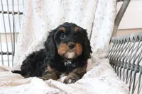 Fara, a female Cavapoo for sale in Millersburg, OH – Photo 2 of 5