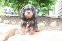 Louie, a male Cavapoo for sale in Millersburg, OH – 5 of 7