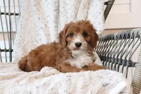 Annie, a female Cavapoo for sale in Millersburg, OH – Photo 2 of 5