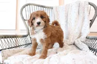 Annie, a female Cavapoo for sale in Millersburg, OH – Photo 3 of 5