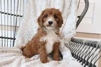 Annie, a female Cavapoo for sale in Millersburg, OH – Photo 1 of 5
