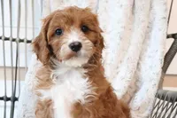 Annie, a female Cavapoo for sale in Millersburg, OH – Photo 4 of 5