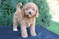 Kali , a female Cavapoo for sale in Millersburg, OH – 1 of 5