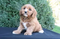 Kade, a male Cavapoo for sale in Millersburg, OH – 3 of 5