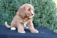 Kade, a male Cavapoo for sale in Millersburg, OH – 4 of 5