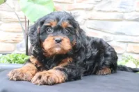 Louie, a male Cavapoo for sale in Millersburg, OH – 1 of 7