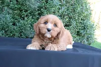 Kade, a male Cavapoo for sale in Millersburg, OH – 2 of 5