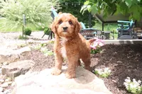 Lenny, a male Cavapoo for sale in Millersburg, OH – 2 of 6