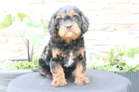 Louie, a male Cavapoo for sale in Millersburg, OH – 4 of 7