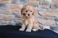 Kip, a male Cavapoo for sale in Millersburg, OH – 2 of 5