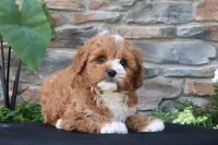 Leo, a male Cavapoo for sale in Millersburg, OH – 4 of 6