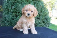 Kip, a male Cavapoo for sale in Millersburg, OH – 5 of 5