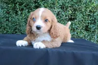 Kori, a male Cavapoo for sale in Millersburg, OH – 5 of 5
