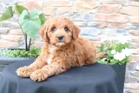 Lenny, a male Cavapoo for sale in Millersburg, OH – 4 of 6