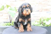 Louie, a male Cavapoo for sale in Millersburg, OH – 3 of 7