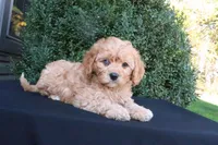 Kip, a male Cavapoo for sale in Millersburg, OH – 3 of 5