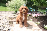 Lenny, a male Cavapoo for sale in Millersburg, OH – 1 of 6