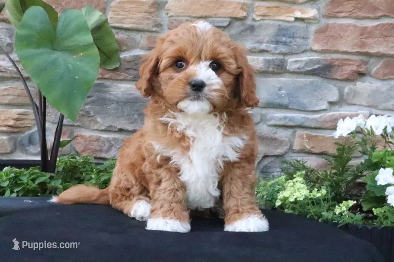 Leo – Cavapoo puppy for sale in Millersburg, OH
