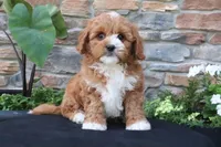 Leo, a male Cavapoo for sale in Millersburg, OH – 1 of 6