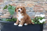Leo, a male Cavapoo for sale in Millersburg, OH – 2 of 6