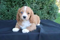 Kori, a male Cavapoo for sale in Millersburg, OH – 3 of 5
