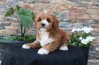 Leo, a male Cavapoo for sale in Millersburg, OH – 3 of 6