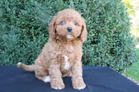 Kali , a female Cavapoo for sale in Millersburg, OH – 5 of 5