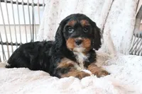 Faith, a female Cavapoo for sale in Millersburg, OH – Photo 5 of 5